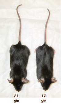 Transgenic Mice